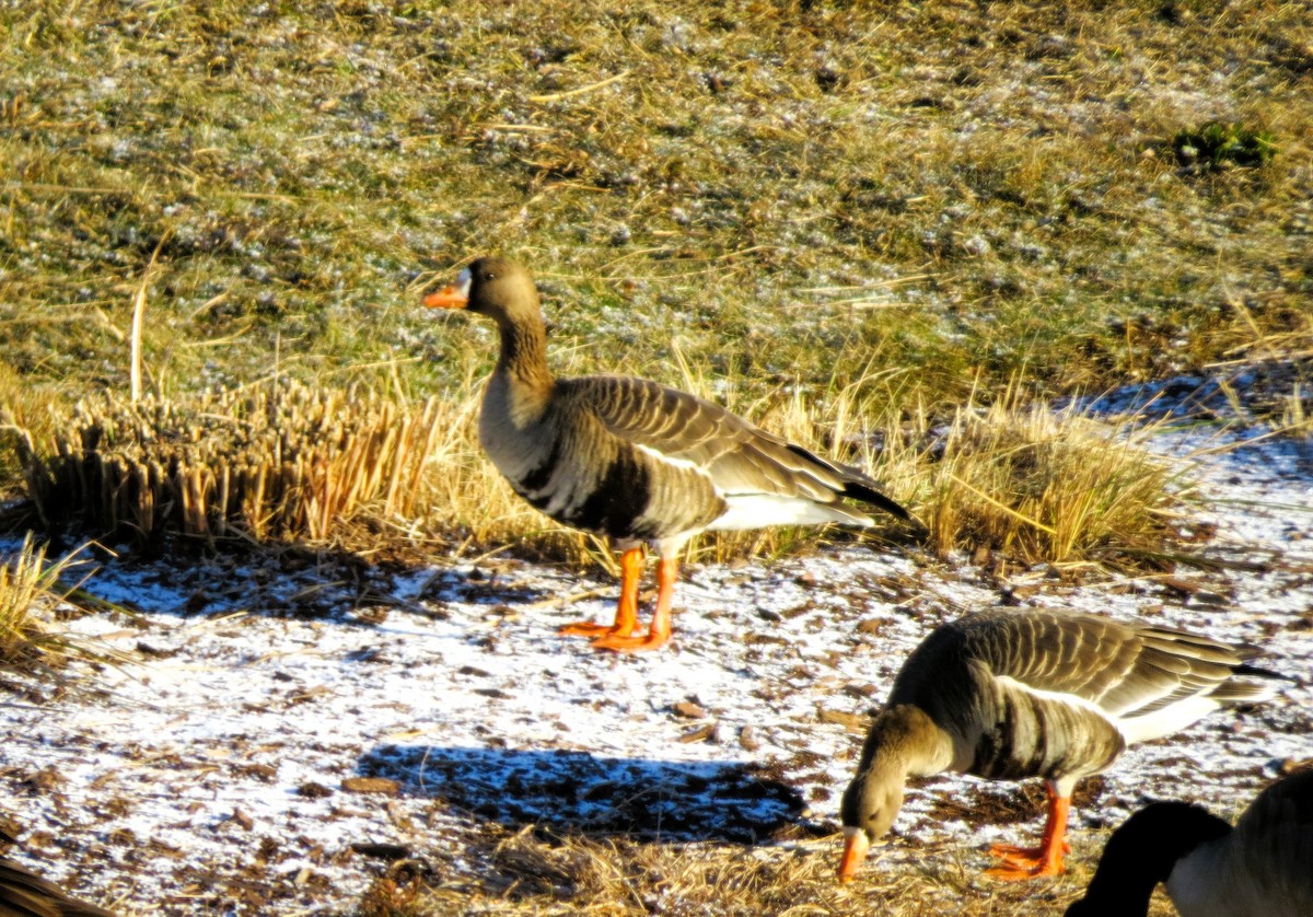 Greater White-fronted Goose - ML646926251