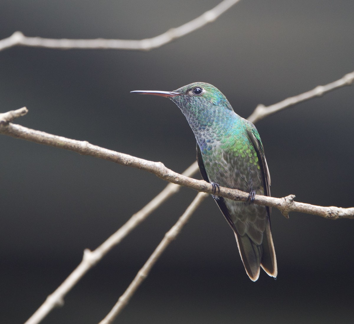 Versicolored Emerald - ML646926257