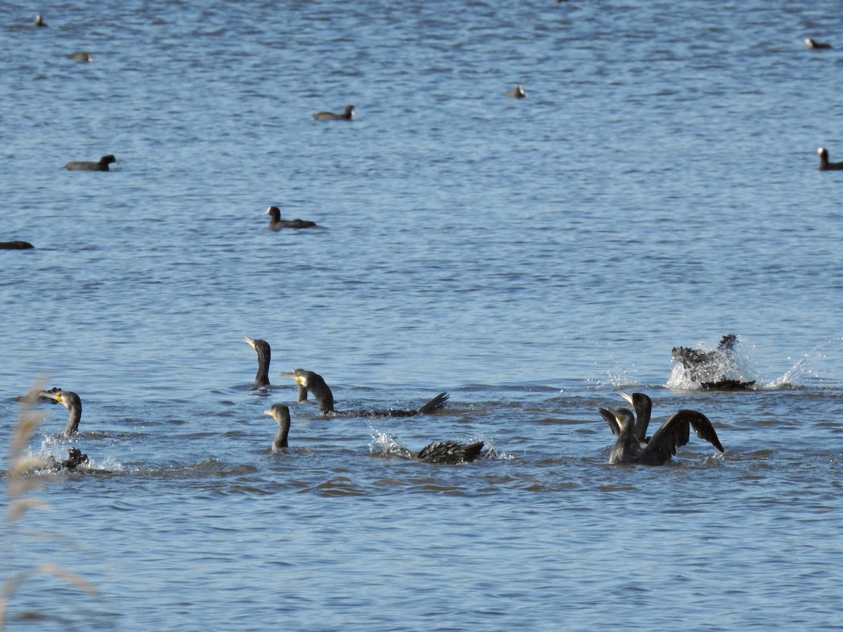 Kormoran - ML646926260