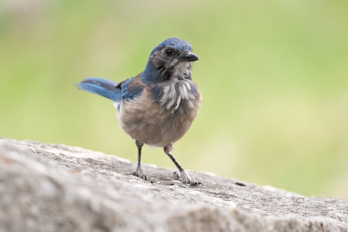 Woodhousehäher - ML646926261