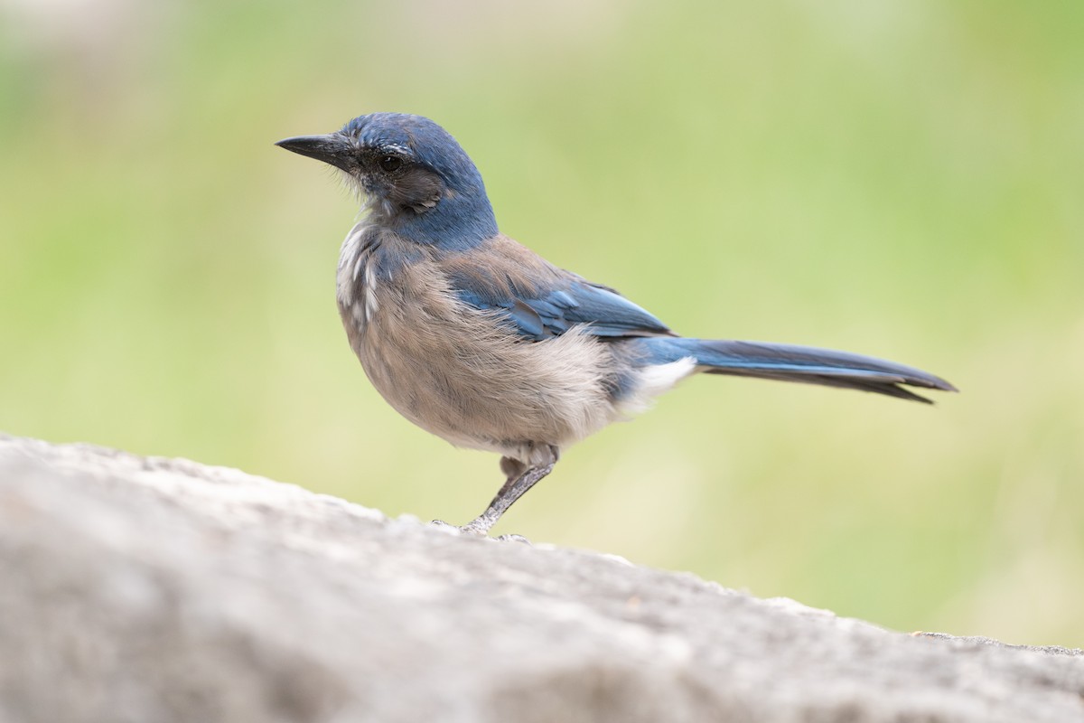 Woodhousehäher - ML646926262