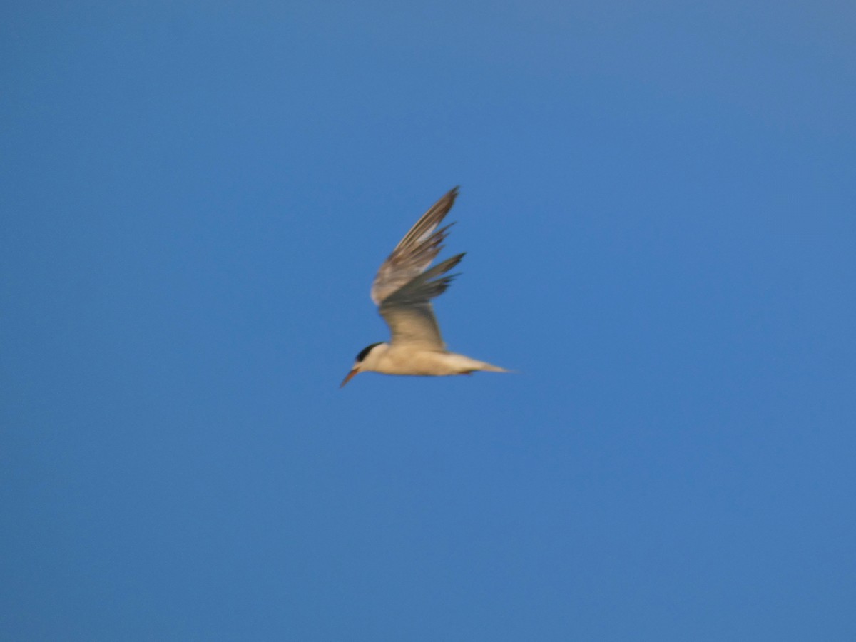 Common Tern - ML646926265