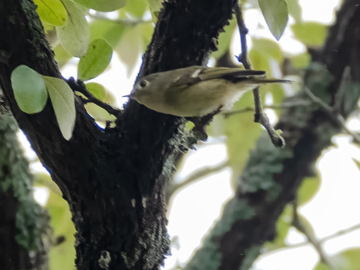 Gözlüklü Çalıkuşu - ML646926266