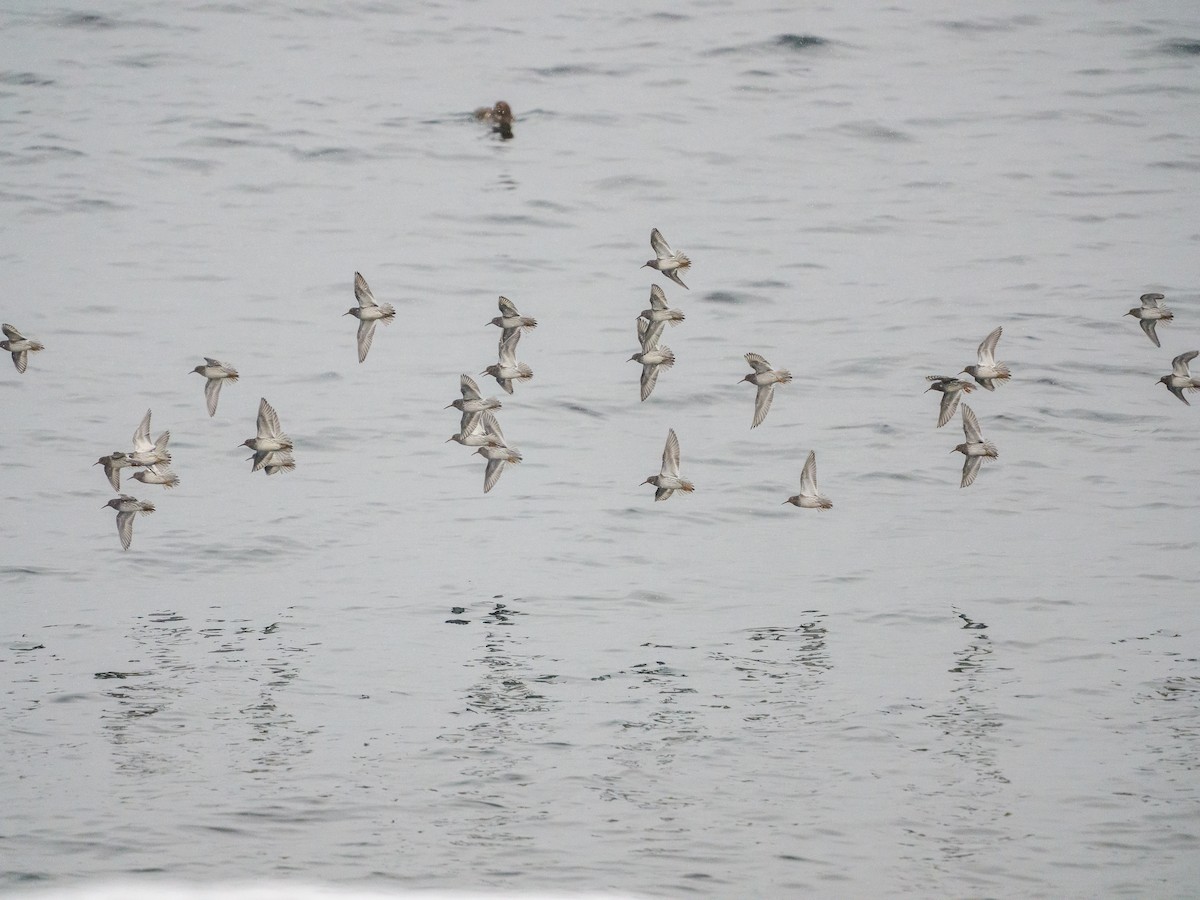 Purple Sandpiper - ML646926268
