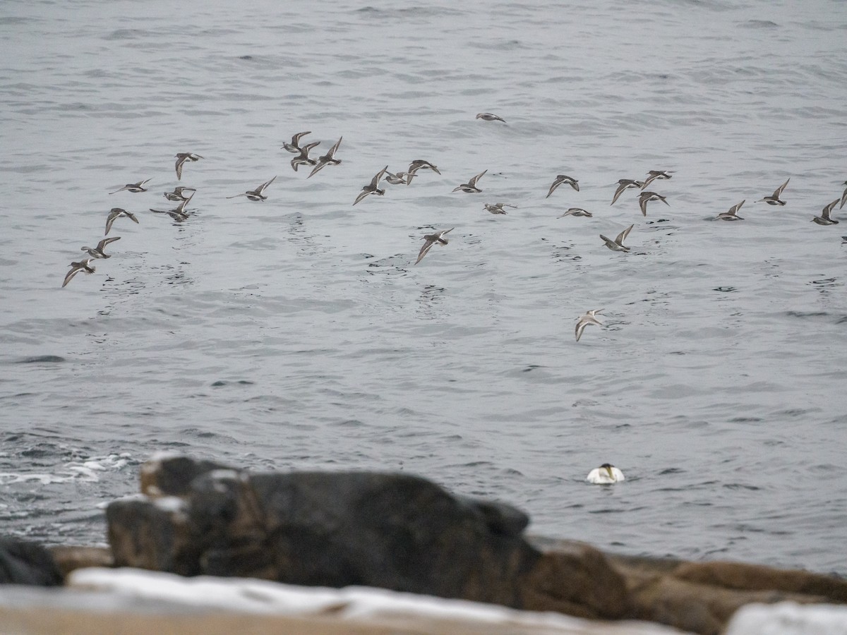 Purple Sandpiper - ML646926269