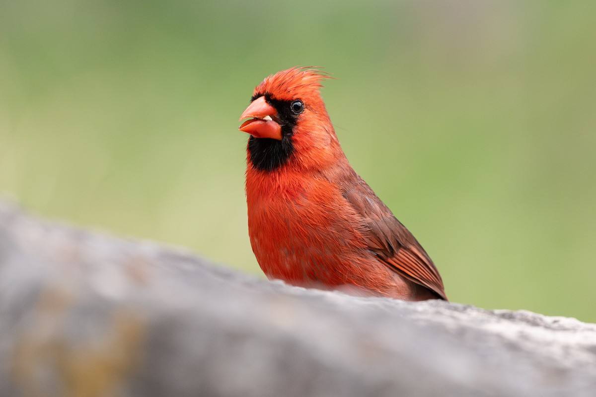 Rotkardinal - ML646926270