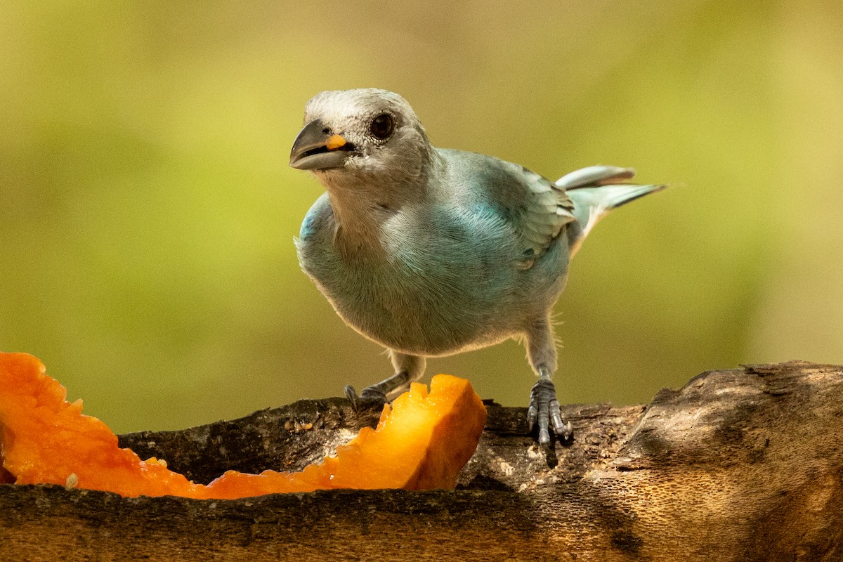 Glaucous Tanager - ML646926272