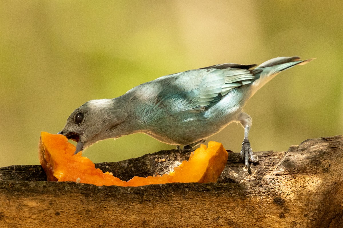 Glaucous Tanager - ML646926273