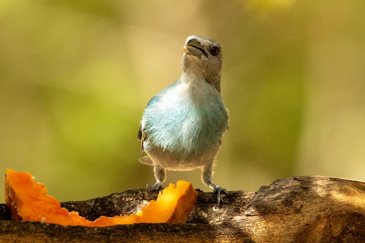 Glaucous Tanager - ML646926274