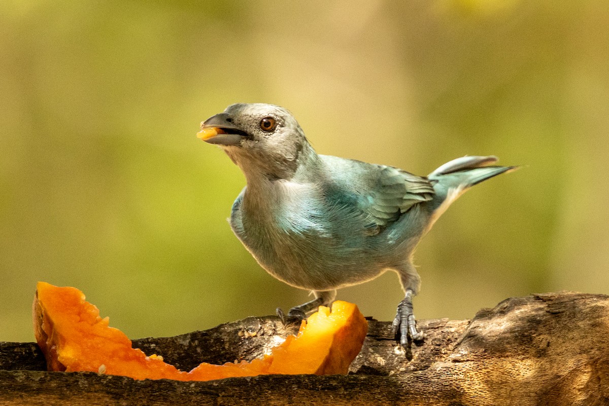 Glaucous Tanager - ML646926275