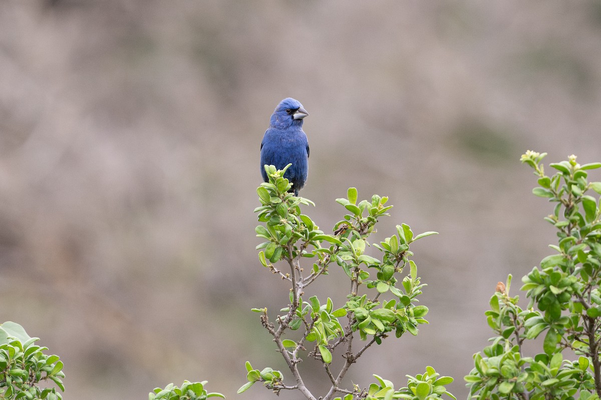 Azurfink - ML646926277