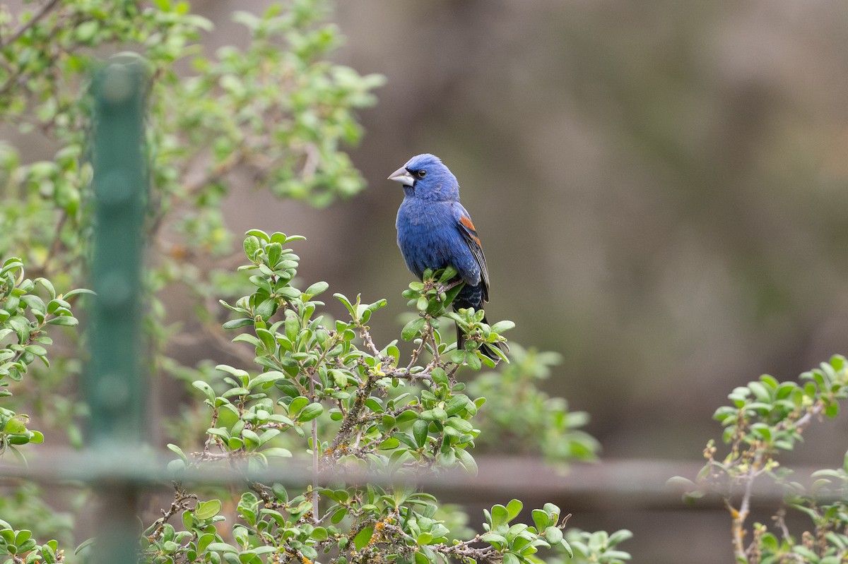 Azurfink - ML646926278