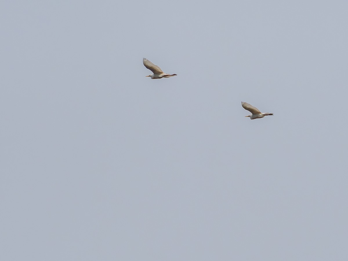 אנפית בקר מערבית - ML646926284