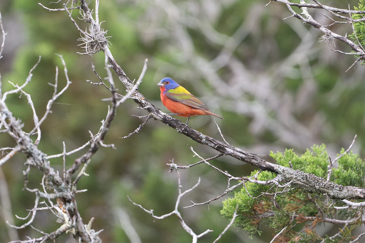 Boyalı Çinte - ML646926285