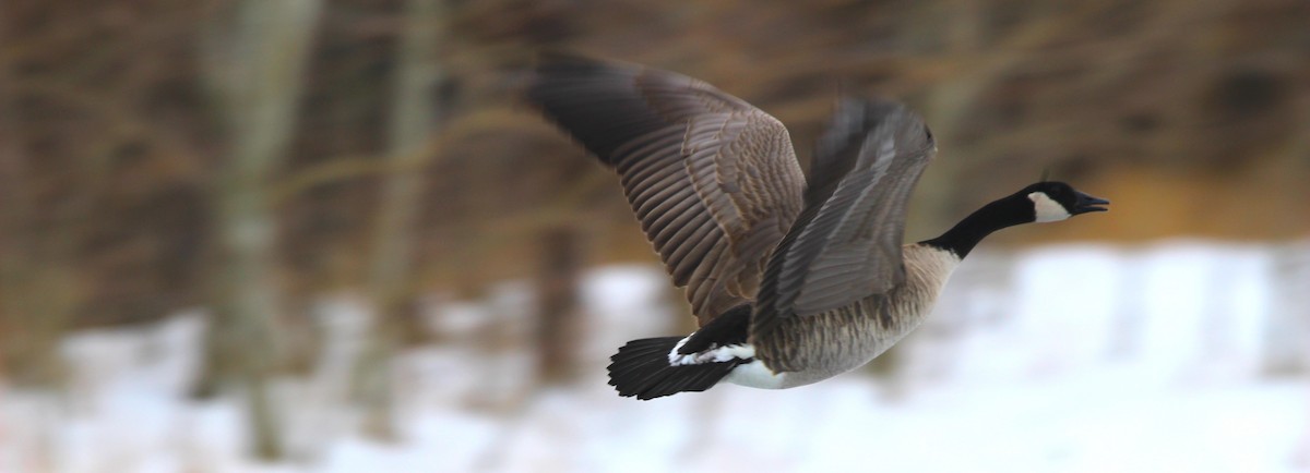 Kanada Kazı - ML646926300