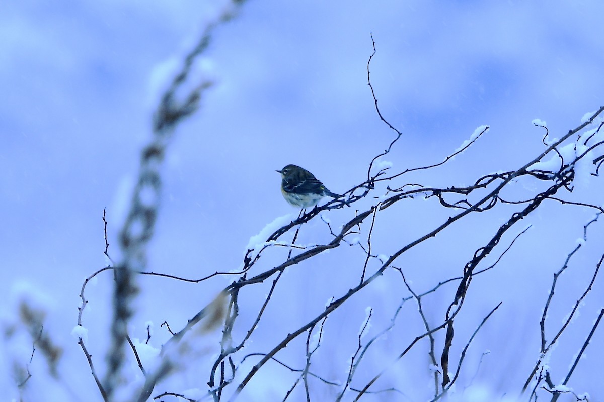 キヅタアメリカムシクイ - ML646926304