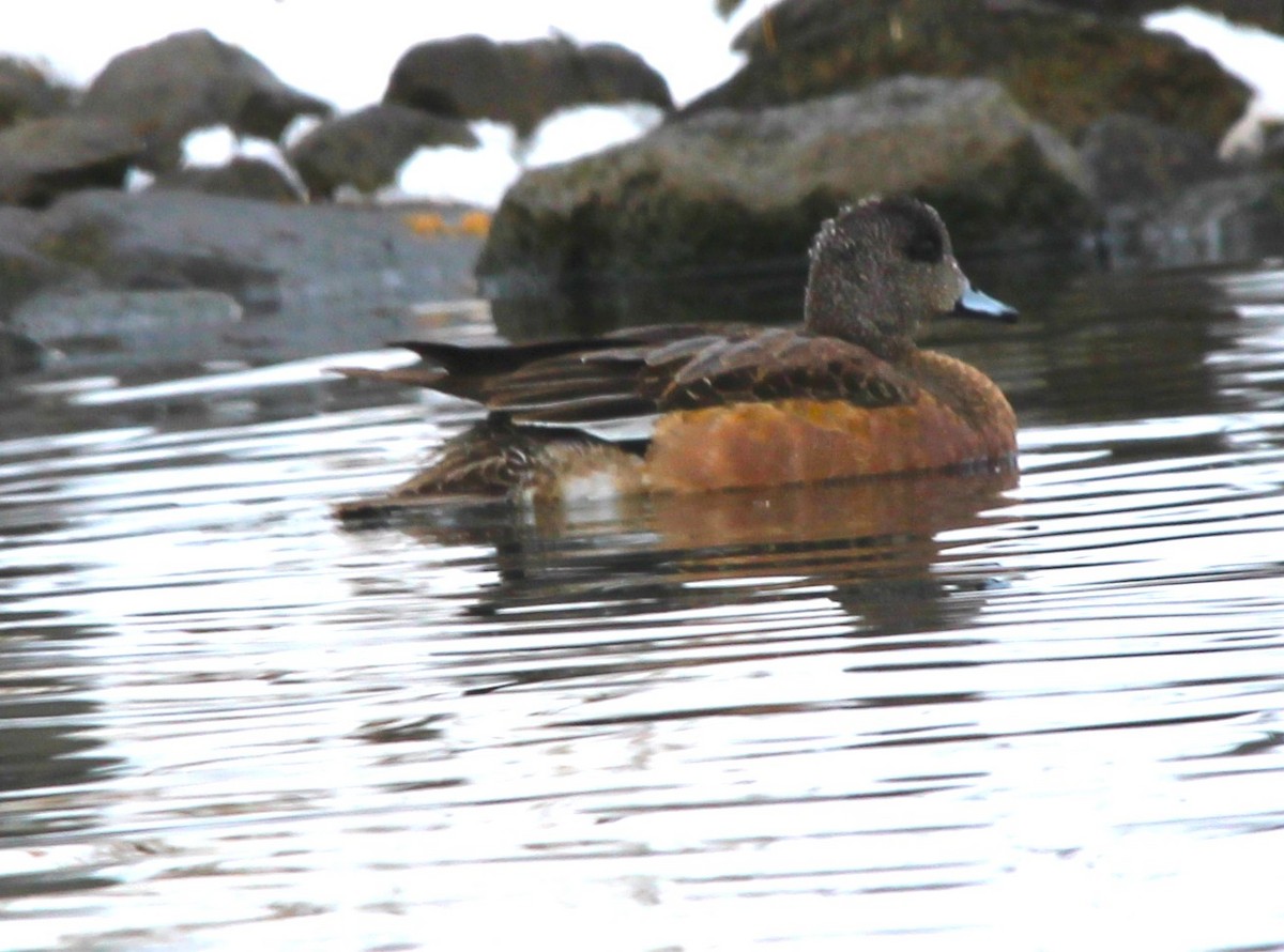 Amerika Fiyusu - ML646926309