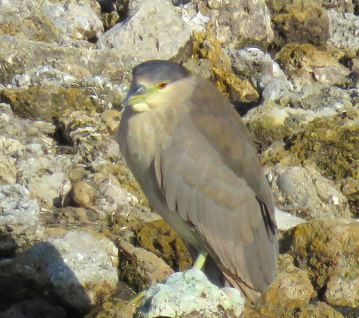 Amiltxori arrunta - ML646926310