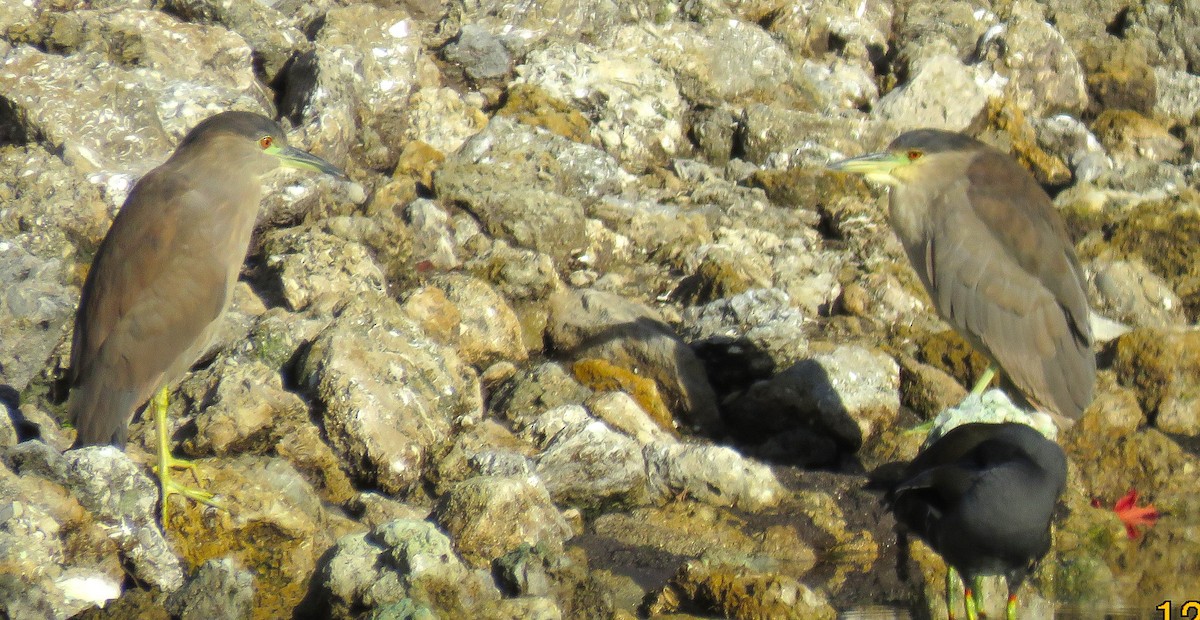 Amiltxori arrunta - ML646926314