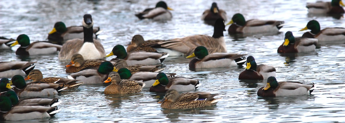 Yeşilbaş - ML646926315