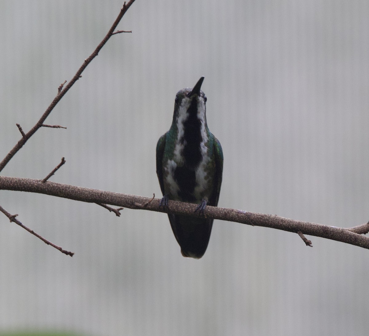 Black-throated Mango - ML646926319