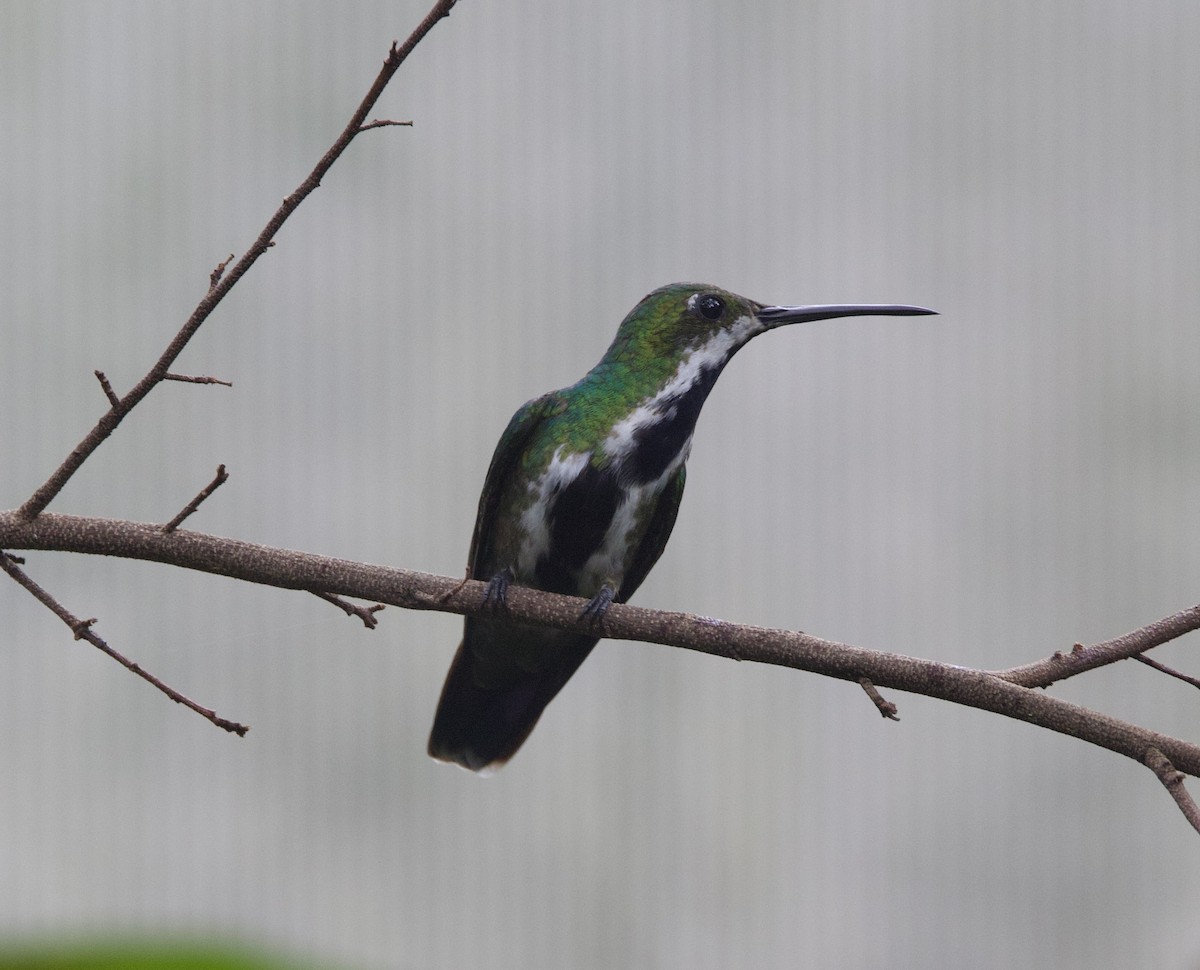 Black-throated Mango - ML646926323