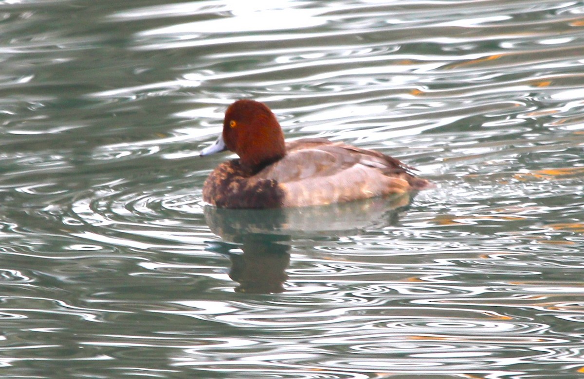 Amerika Elmabaşı - ML646926325