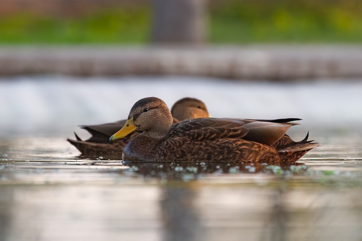 Mexican Duck - ML646926327