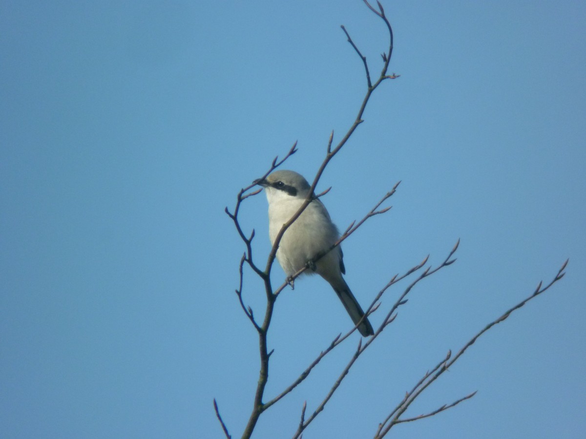 西方灰伯勞 - ML646926328