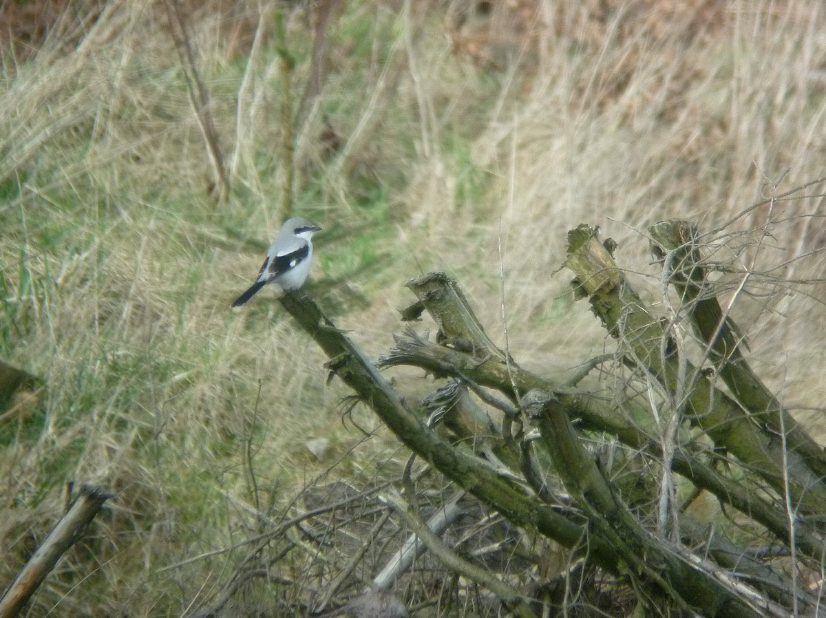 西方灰伯勞 - ML646926329