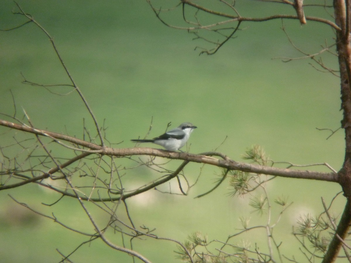 西方灰伯勞 - ML646926330