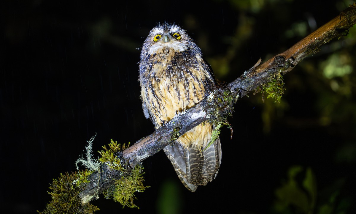 White-throated Screech-Owl - ML646926333