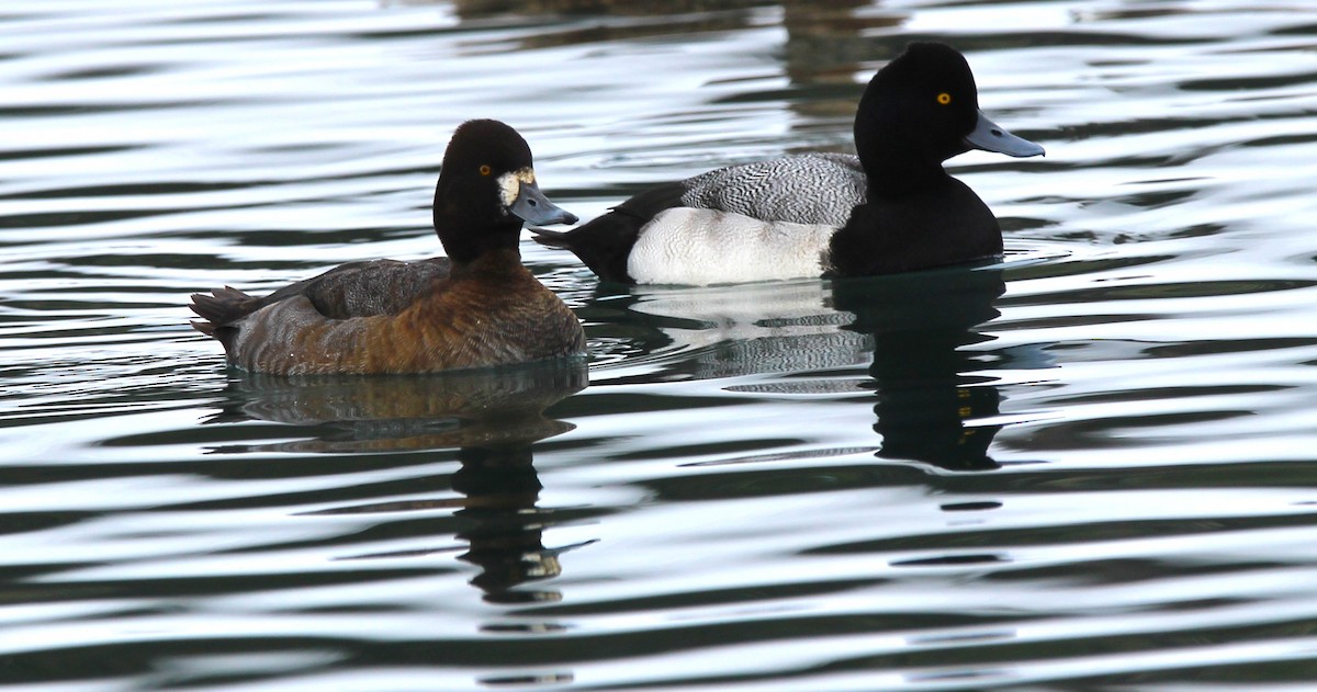 Morbaş Patka - ML646926336