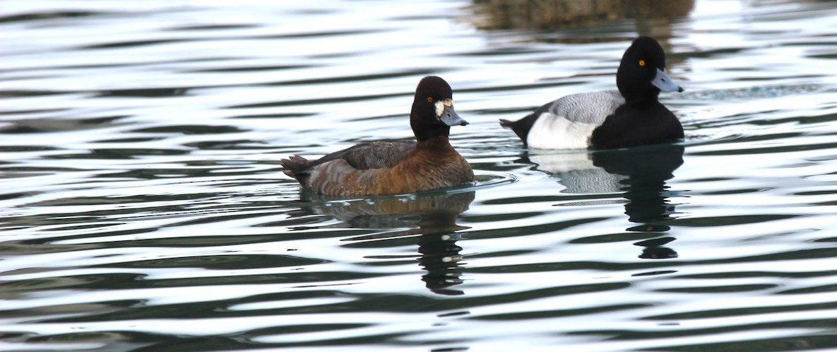 Morbaş Patka - ML646926337
