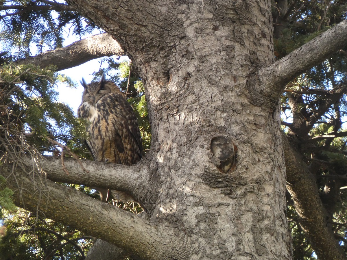 Eurasian Eagle-Owl - ML646926357