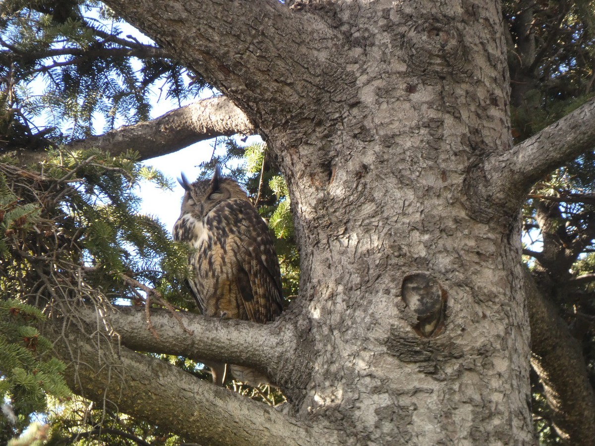 Eurasian Eagle-Owl - ML646926358