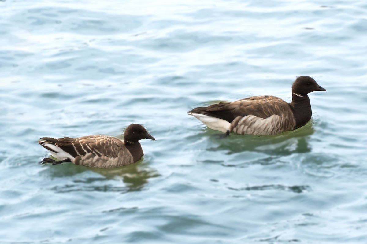 Ringelgans - ML646926360