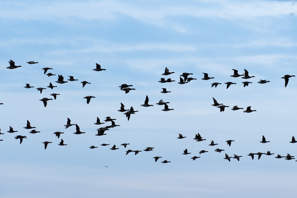 Ringelgans - ML646926361