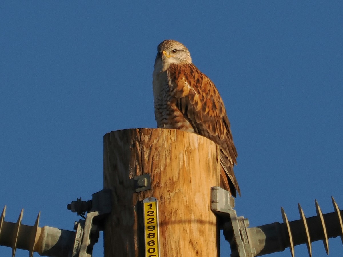 Королевский канюк - ML646926364