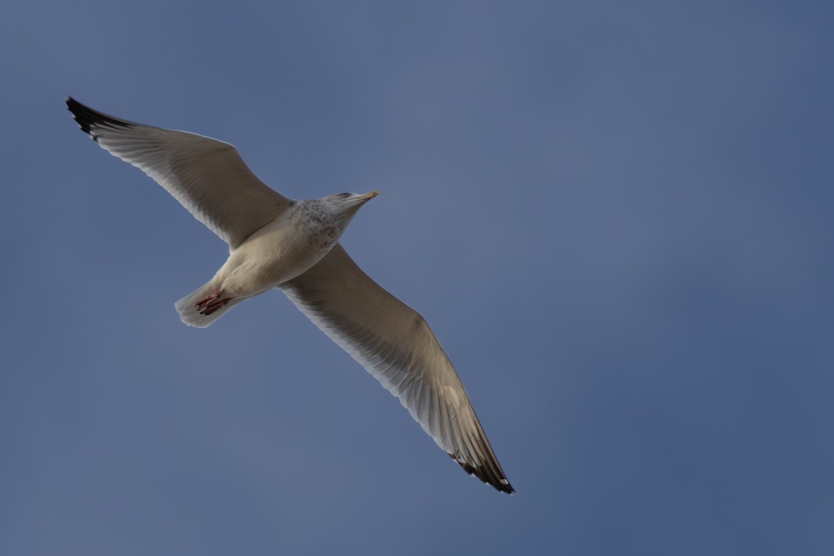 American Herring Gull - ML646926365