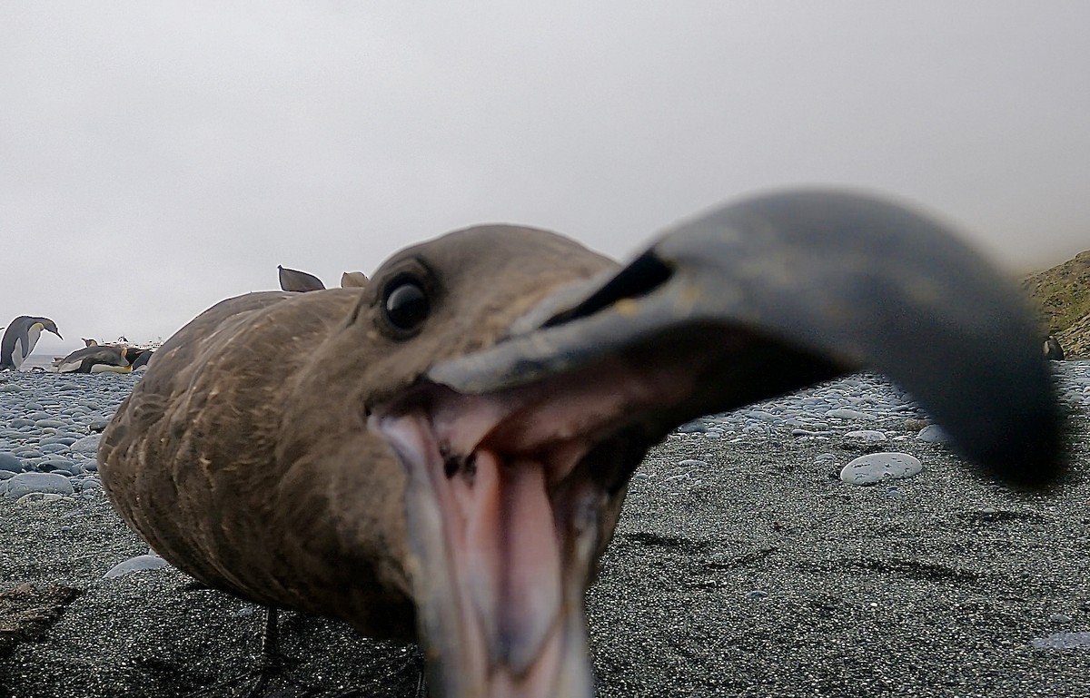 Brown Skua - ML646926366
