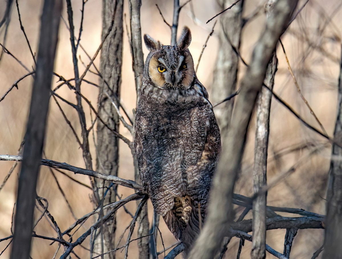 Long-eared Owl - ML646926380