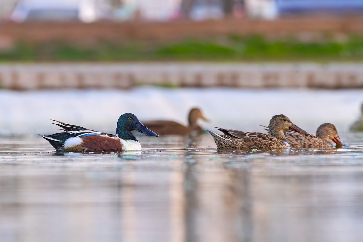 Northern Shoveler - ML646926382