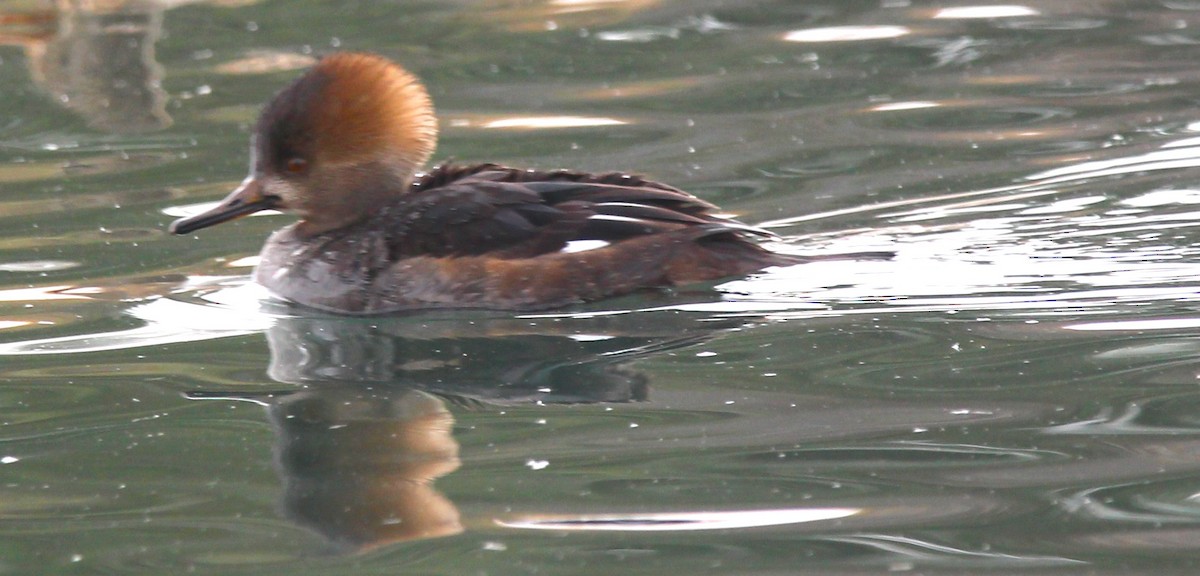 Başlıklı Tarakdiş - ML646926389