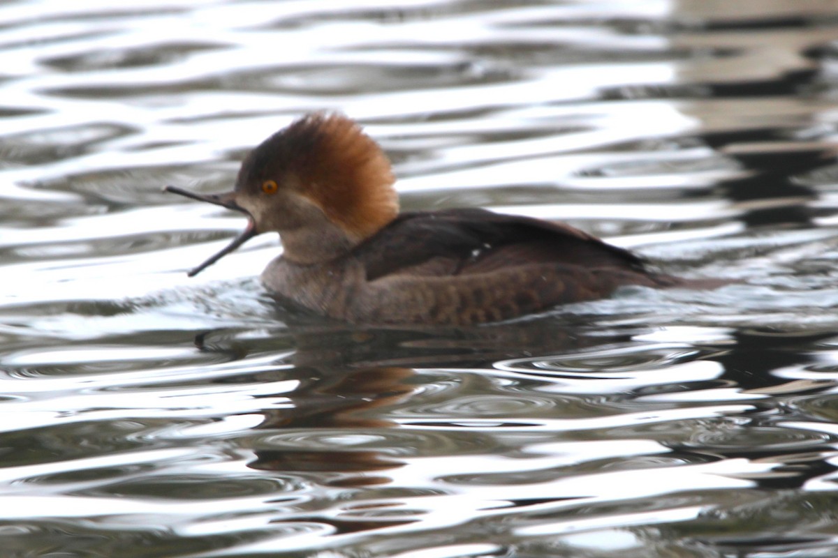 Başlıklı Tarakdiş - ML646926390