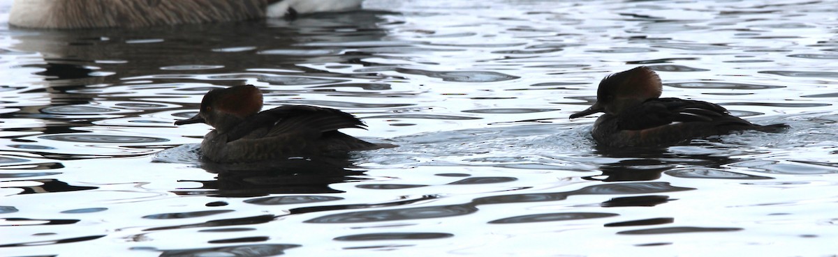 Başlıklı Tarakdiş - ML646926391