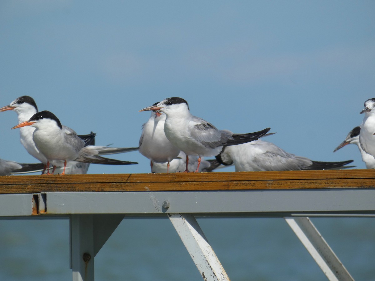 Common Tern - ML646926396