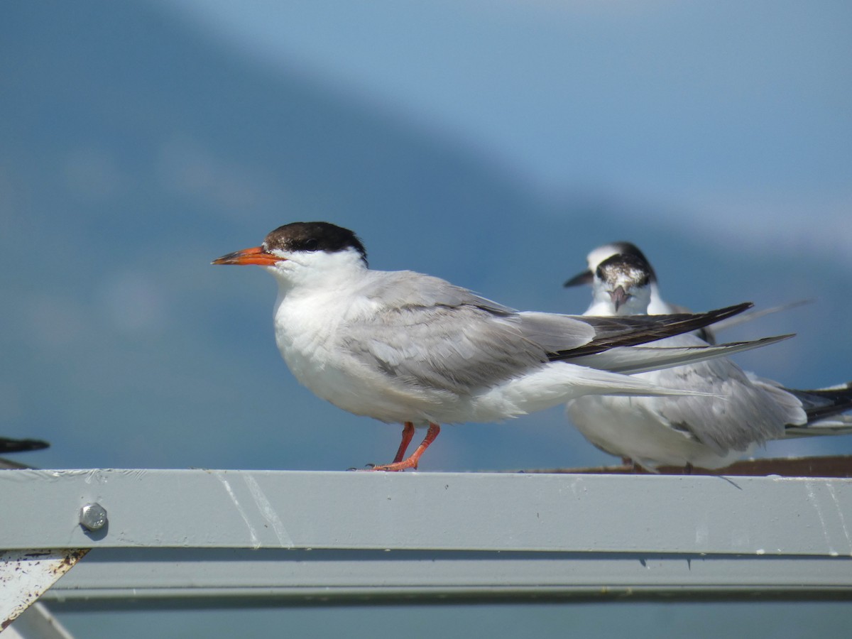 Common Tern - ML646926397