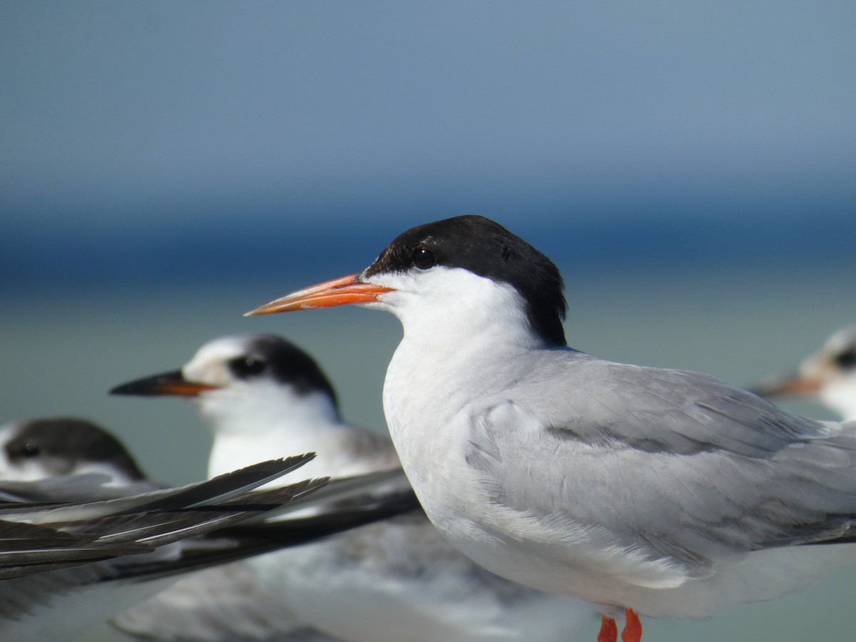 Common Tern - ML646926398