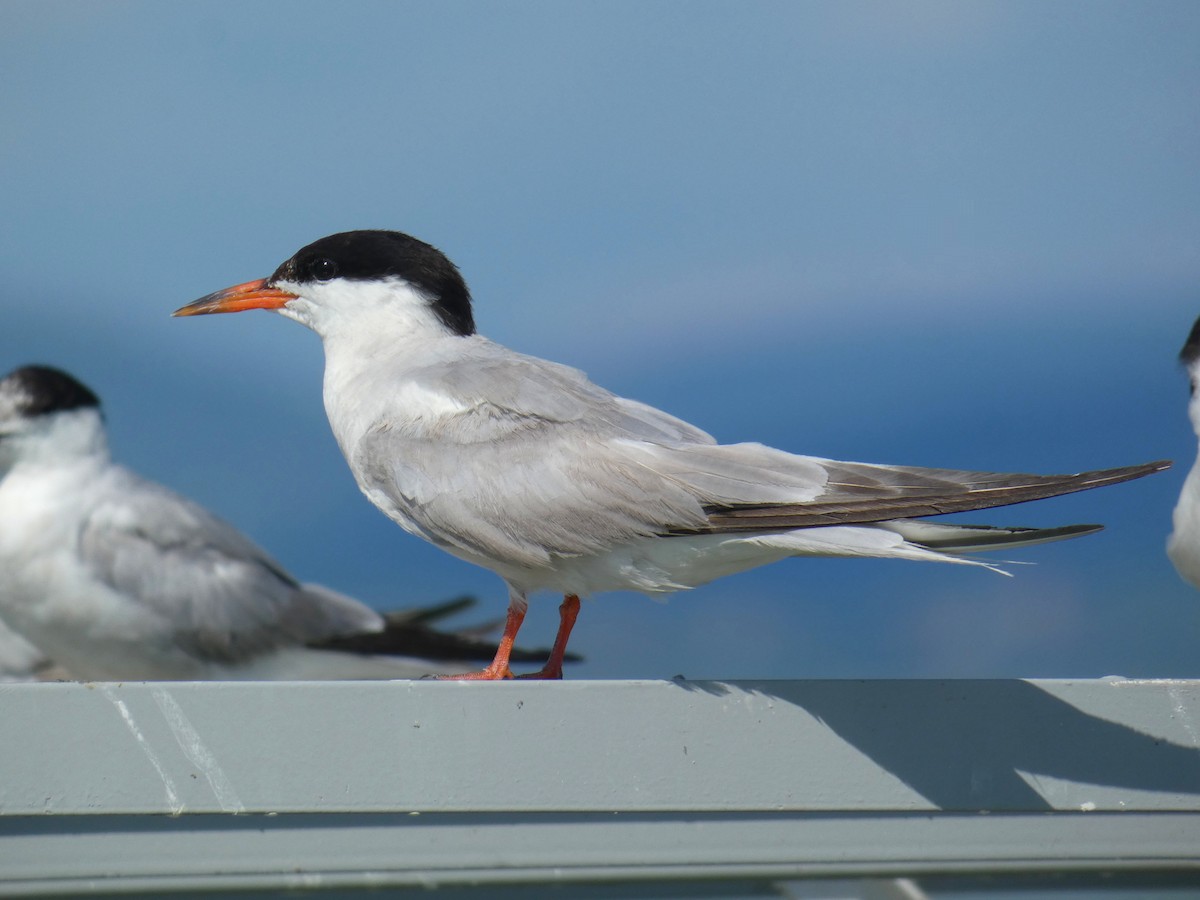 Common Tern - ML646926399